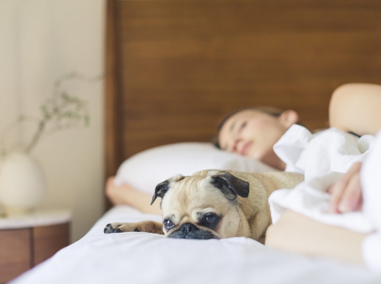 Slapende vrouw met hond in bed